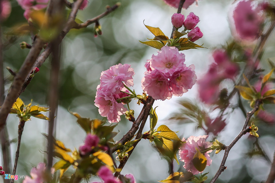 Hoa anh đào được bảo quản lạnh 10 độ C chờ ngày hội